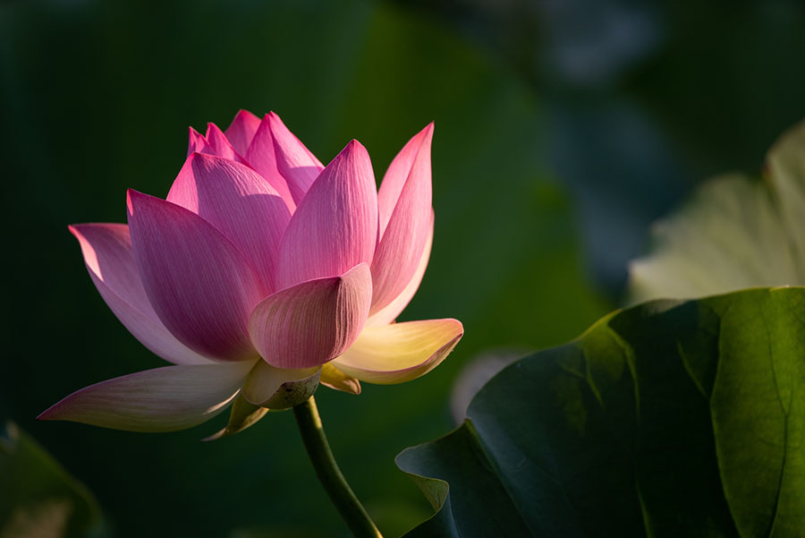 photo of lotus on water